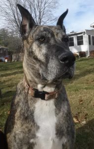 Sadie