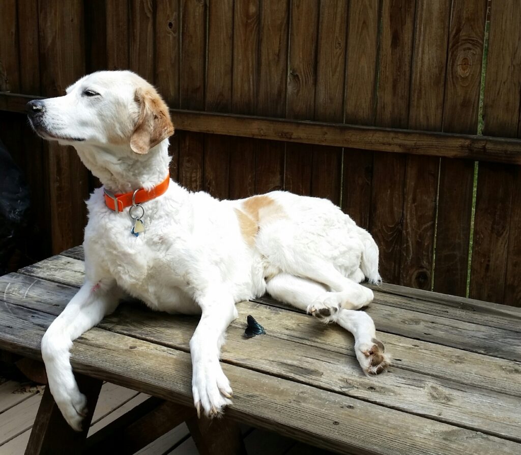 Max