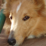 Lassie Princess