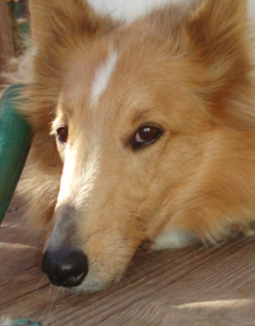 Lassie Princess