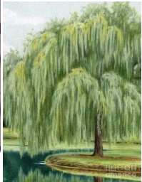 Shirley Morris Fortune - CentralVirginiaObits